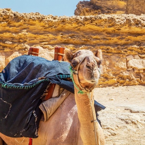 Cappadocia Camel Riding