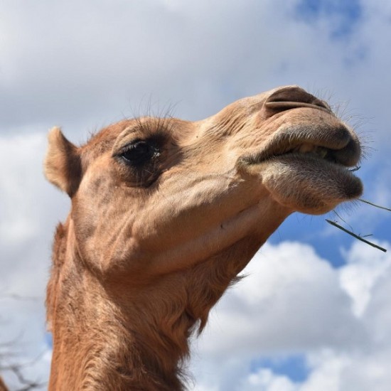 Cappadocia Camel Riding